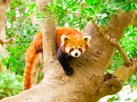 Atakawa Tropical & Banana Garden